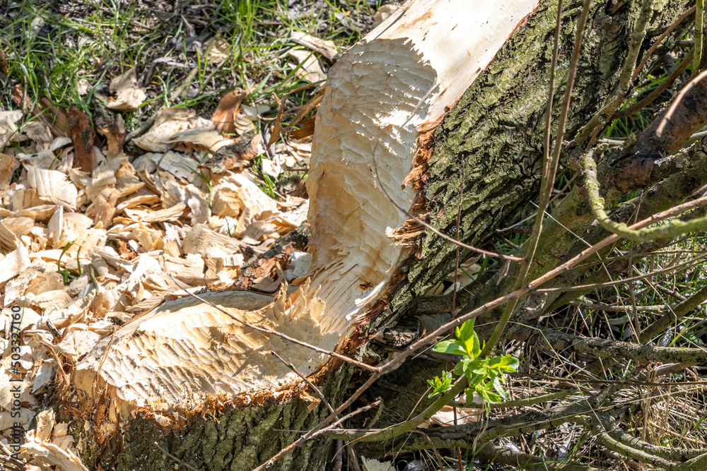 Obraz premium Close-up of a fallen tree trunk, bitten by a beaver with small pieces of wood, Molenplas nature reserve, typical pattern of tooth marks, construction of natural dams, South Limburg, Netherlands