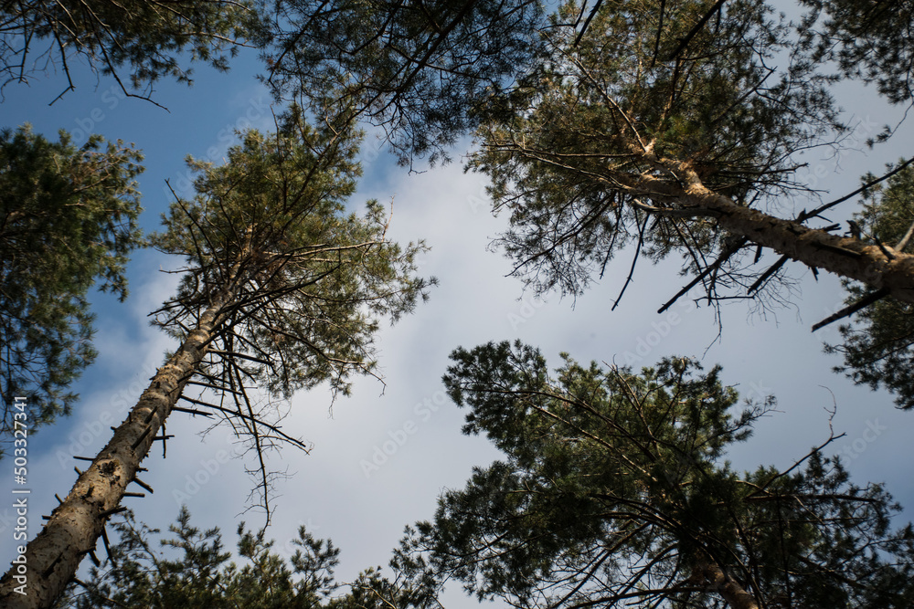 Scenic view of very big and tall pine tree with sun light in the forest when looking up. Scenic view of very big and tall pine tree with sun light in the forest when looking up.