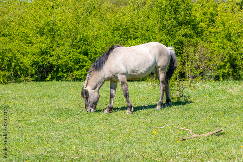 Polish Konik horse grazing on fresh green pasture in Molenplas Nature Reserve, thick mane and gray fur, lush green trees in the background, sunny spring day in Stevensweert, South Limburg, Netherlands