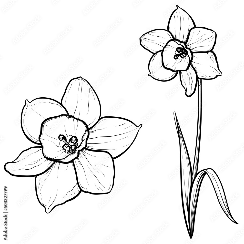 Obraz premium Vector outline narcissus flowers isolated on white background.