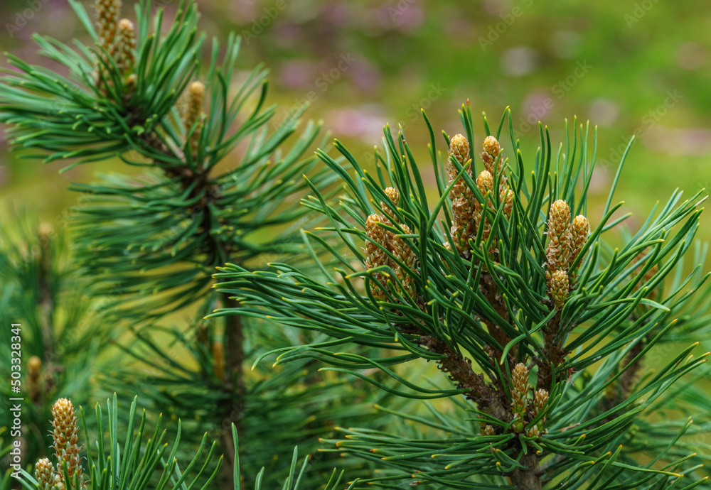 Pinus mugo Pumilio with beautiful young shoots. Close-up cultivar dwarf mountain pine green in sunny day. Place for your text. Small and fluffy. Nature concept for spring design Pinus mugo Pumilio with beautiful young shoots. Close-up cultivar dwarf mountain pine green in sunny day. Place for your text. Small and fluffy. Nature concept for spring design