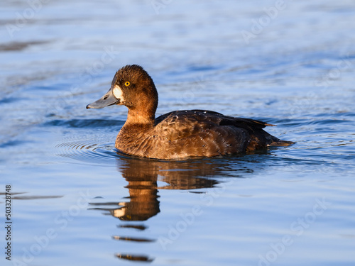 Female Lesser Scaup swimming in blue water in spring