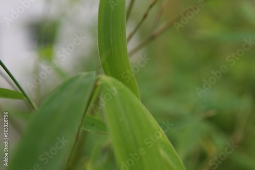 Plante en macro