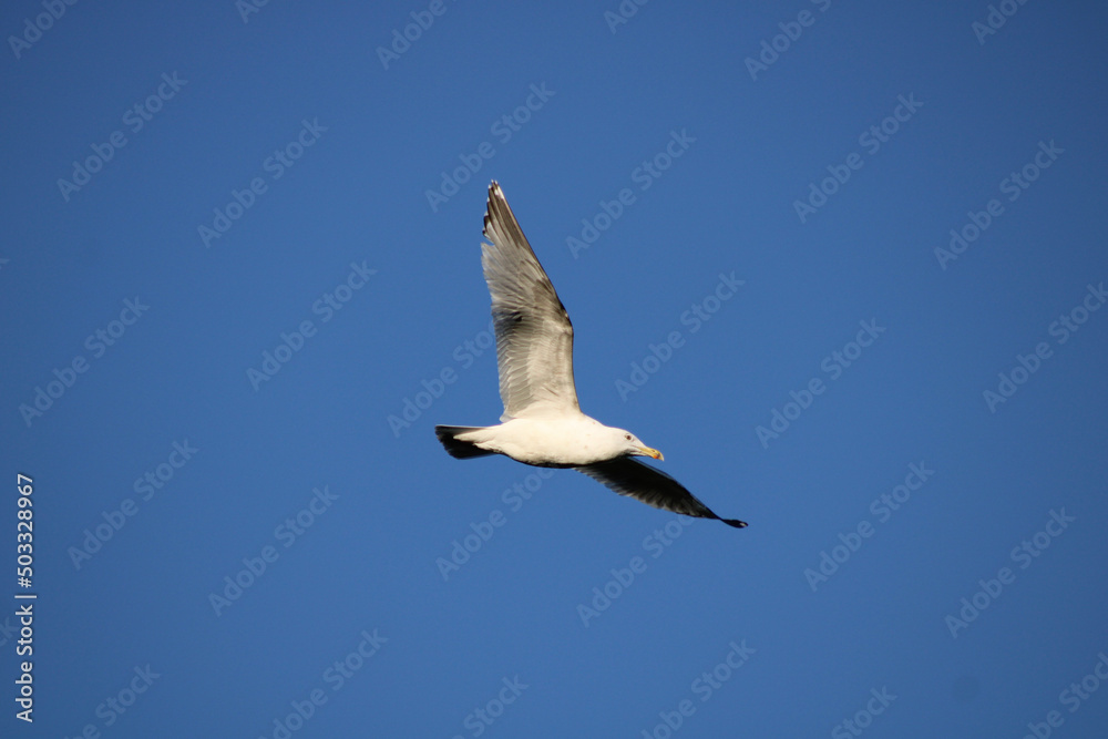 Obraz premium seagull in flight