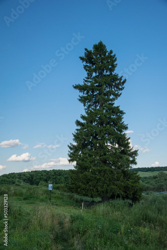 Isolated Tall Green Wild Pine Tree. a tall, lonely pine tree with two peaks. Ulyanovsk