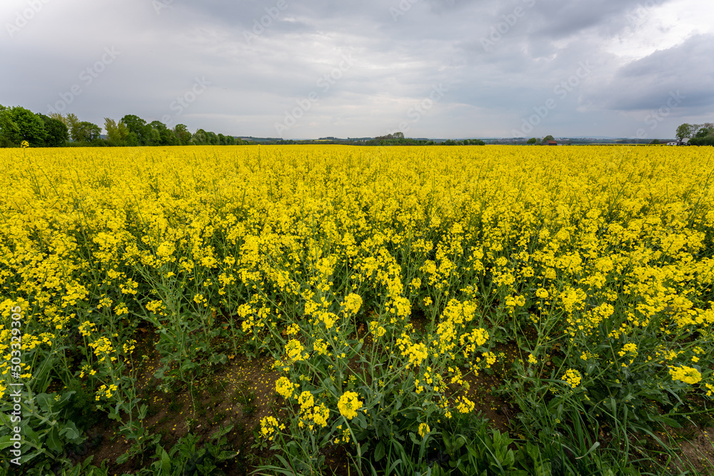 Wonderful panoramic view of agricultural field with blooming yellow rapeseed flowers and perfect blue sky. Field of rape in sunny day. spring landscape. harvest concept. Bayern Germany