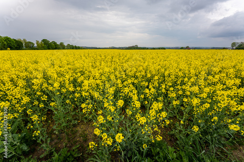 Wonderful panoramic view of agricultural field with blooming yellow rapeseed flowers and perfect blue sky. Field of rape in sunny day. spring landscape. harvest concept. Bayern Germany © CreativeImage