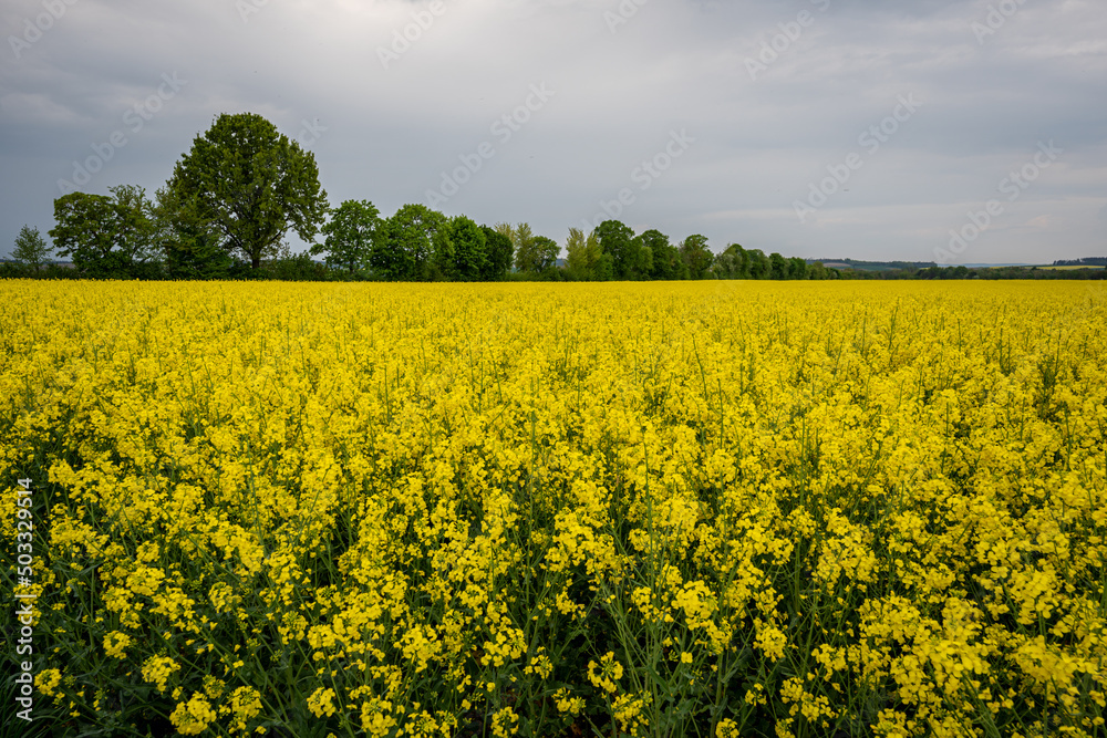 Wonderful panoramic view of agricultural field with blooming yellow rapeseed flowers and perfect blue sky. Field of rape in sunny day. spring landscape. harvest concept. Bayern Germany