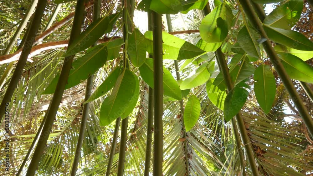 Juicy lush foliage of tropical trees in sunny jungle forest or exotic amazon rainforest, botanical paradise greenery. Leaves of plants. From below low angle view of palm tree frond leaf in sunlight. Juicy lush foliage of tropical trees in sunny jungle forest or exotic amazon rainforest, botanical paradise greenery. Leaves of plants. From below low angle view of palm tree frond leaf in sunlight.