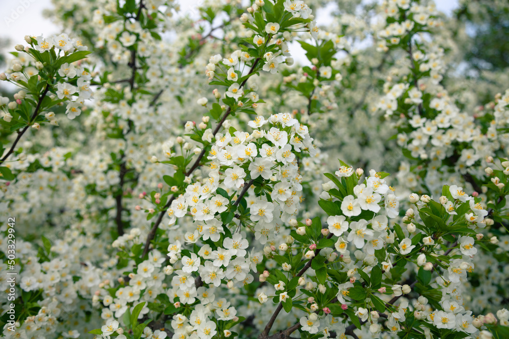 Obraz premium Bright white spring thorn flowers blooming in the city park