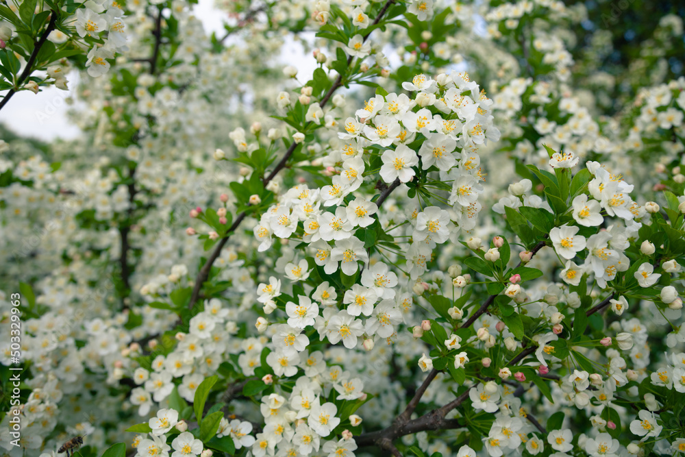 Bright white spring thorn flowers blooming in the city park Bright white spring thorn flowers blooming in the city park