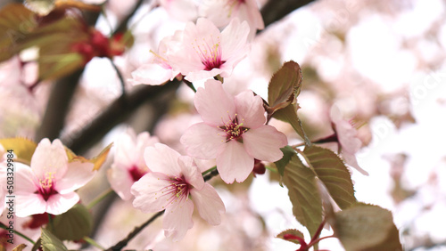 Sakura. Blooming Japanese cherry. Pink flowers. Fruit tree. Spring background with flowers.