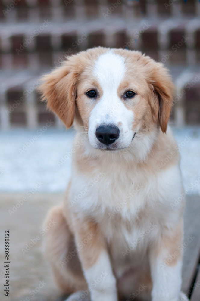 A cute fluffy brown and white dog sitting and looking at the camera