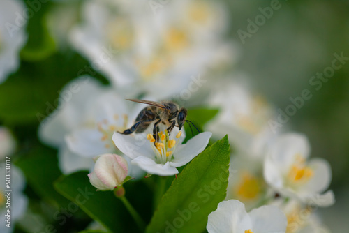 Close-up bee pollinating spring flowers in city park © Andrei
