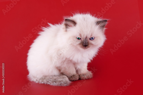 little ragdoll kitten with blue eyes sitting on a red background. High quality photo for card and calendar Space for text