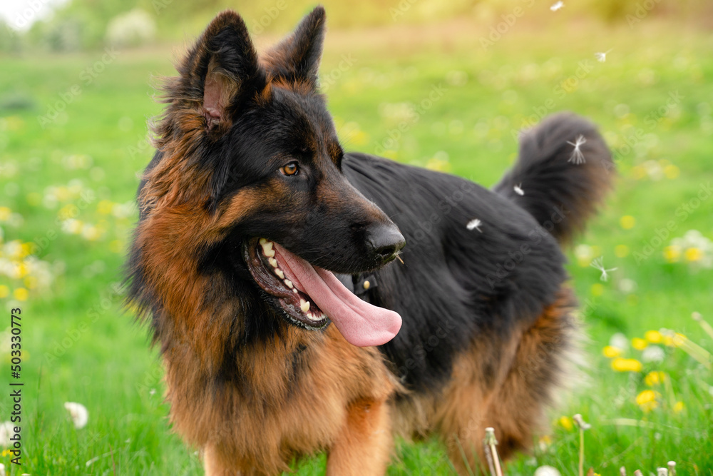 German shepherd dog in harness out for a walk lin the park on the grass in sunny spring day German shepherd dog in harness out for a walk lin the park on the grass in sunny spring day