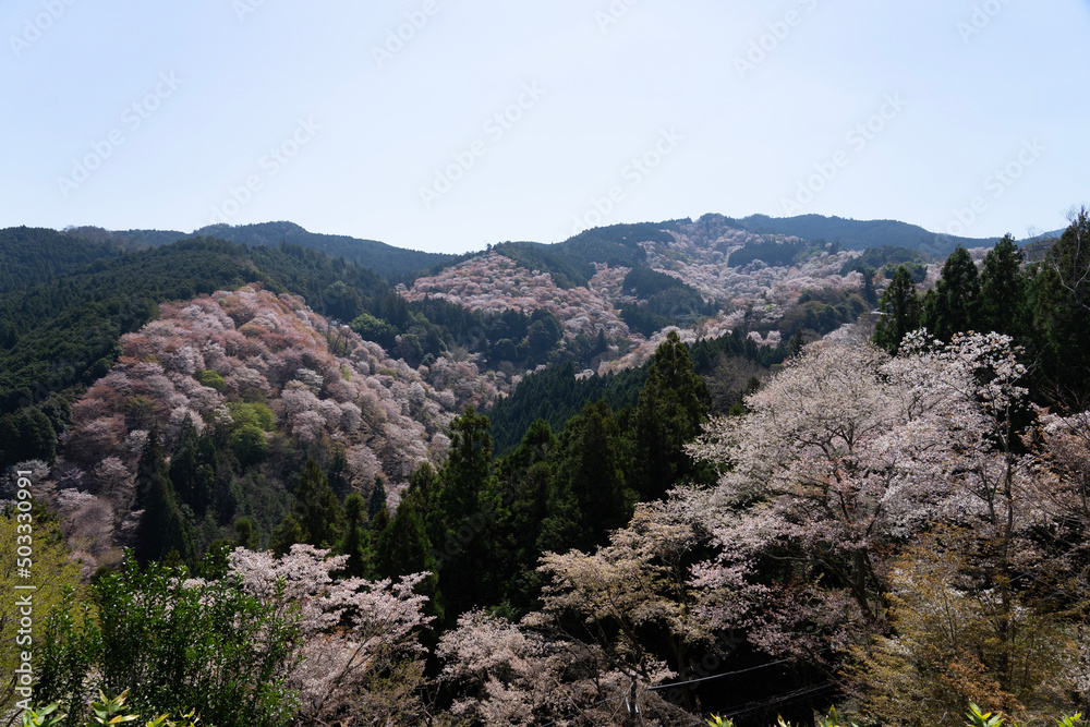 landscape with trees