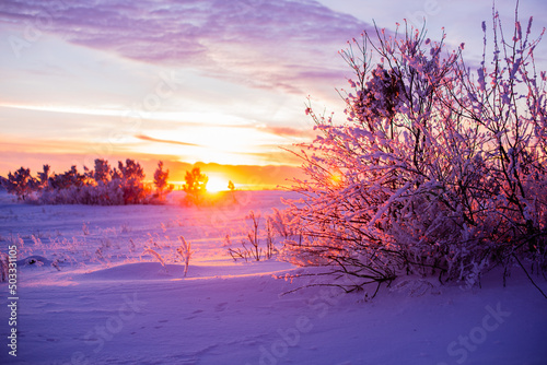 Purple sunset in the winter