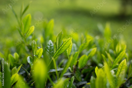 green tea garden close up