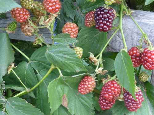 Black raspberry - wild growing berries ripening near the forest, closeup