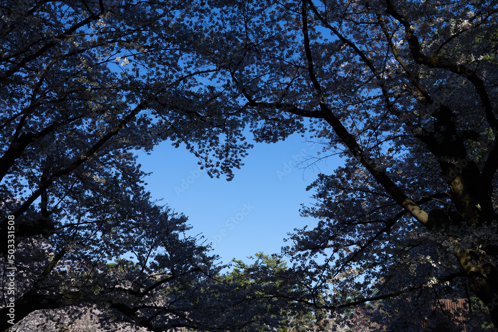 trees and sky