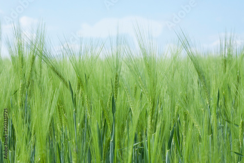 Rye field under the summer sun  ears of rye. Wheat field. green ears of wheat or rye close up. Rich harvest Concept. majestic rural landscape. Soft lighting effects. Wonderful natural background. 