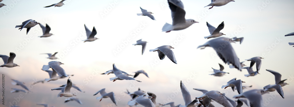 Fototapeta premium A lot of seagulls fly against the background of the evening sky as a backdrop