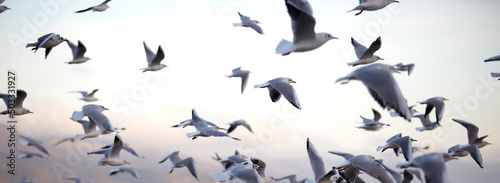 A lot of seagulls fly against the background of the evening sky as a backdrop