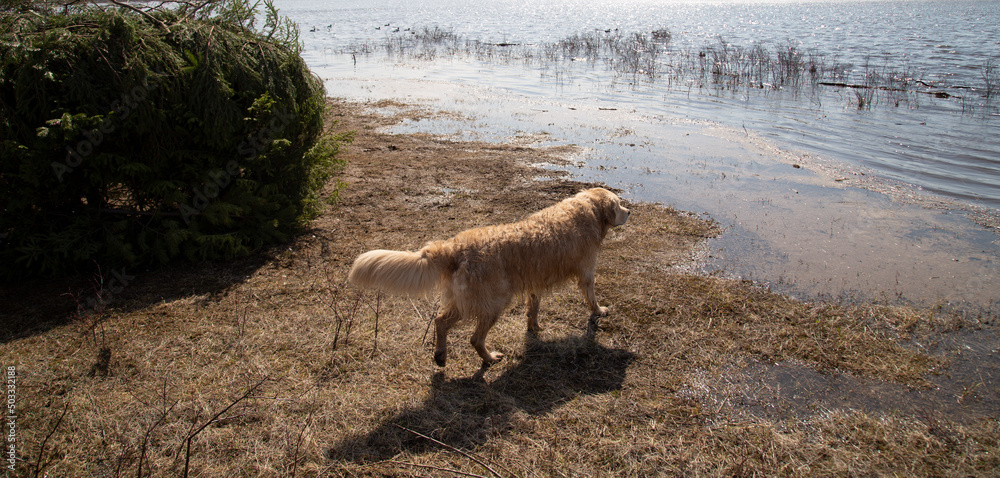Fototapeta premium Duck hunting. Hunting with decoy ducks on the lake.