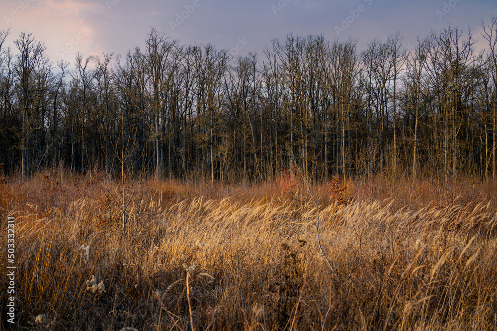 Beautiful leafless forest of Turopoljski Lug, Croatia, after winter snow melted, photographed during beautiful sunset with high, dry grass growing in front of the tree line Beautiful leafless forest of Turopoljski Lug, Croatia, after winter snow melted, photographed during beautiful sunset with high, dry grass growing in front of the tree line