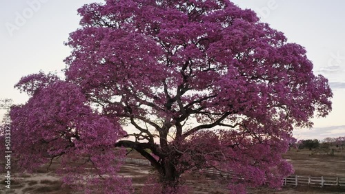 purple tree sunset grass forest aerial drone footage shot