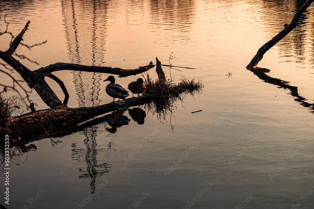 Pair of wild ducks resting on the fallen tree in the swamp with electric pole reflected in the water surface during beautiful sunset