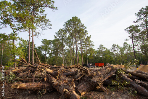 Native forest habitat destroyed for new housing construction in north central Florida © Tsado