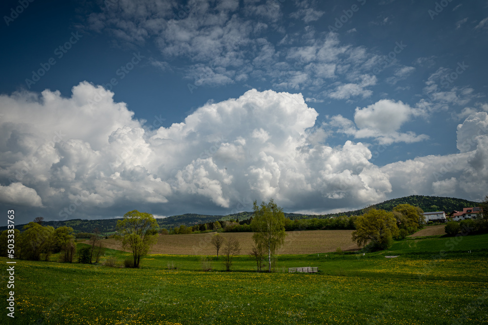 Obraz premium Beautiful meadow with fresh grass and yellow dandelions and flowers in nature with blue sky and big clouds. Summer spring perfect natural landscape. Bayern Germany