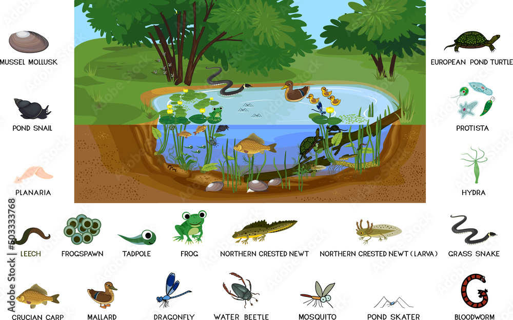 Ecosystem of pond with different animals (birds, insects, reptiles ...