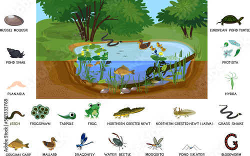 Ecosystem of pond with different animals (birds, insects, reptiles, fishes, amphibians) in their natural habitat. Schema of pond ecosystem structure for biology lessons