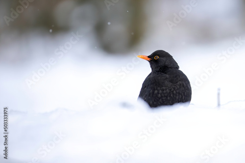 Common blackbird in the snow