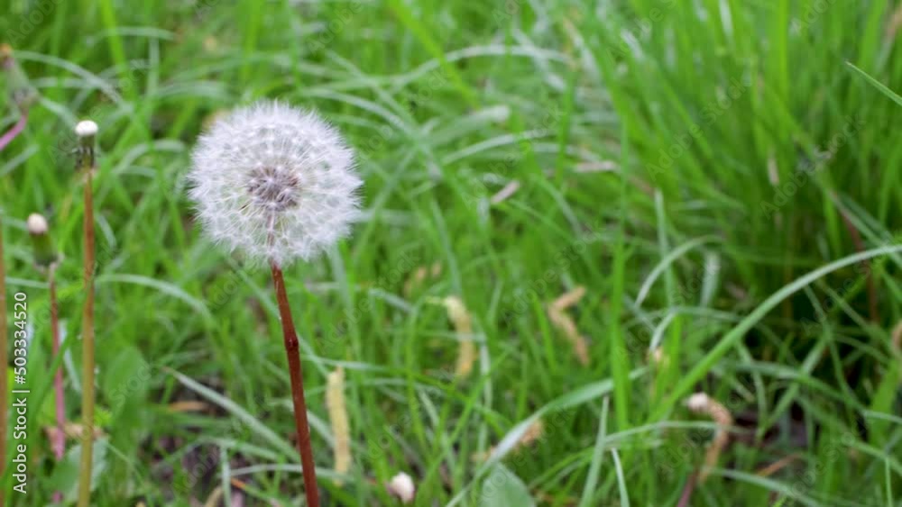 Closed Bud of a dandelion. Dandelion white flowers in green grass Closed Bud of a dandelion. Dandelion white flowers in green grass