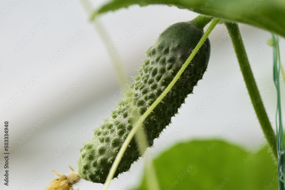 Long green cucumbers on a branch in a greenhouse. Background Long green cucumbers on a branch in a greenhouse. Background