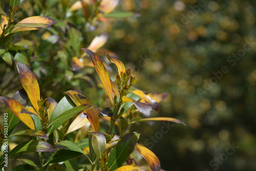 Spring leaves yellow and green bush 