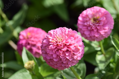 Bright flowers close-up. Flowers grow in the garden. Flower bed with asters.