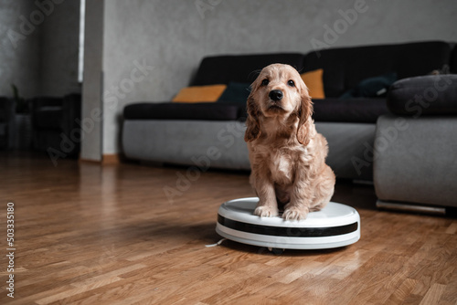 Pet friendly smart vacuum cleaner. Cute golden cocker spaniel puppy dog with while robot vacuum cleaner works close to him. smart technology concept