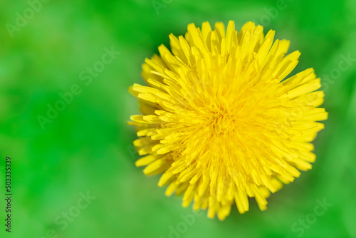 Yellow dandelion bud with petals on a green background. Top view  Spears space. 
