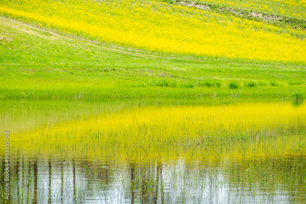 Fototapeta premium 中山高原 幻の池に映る菜の花