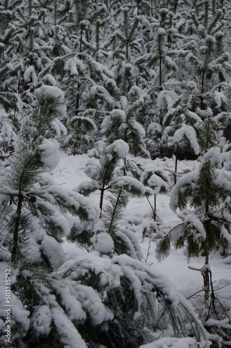 winter forest pattern