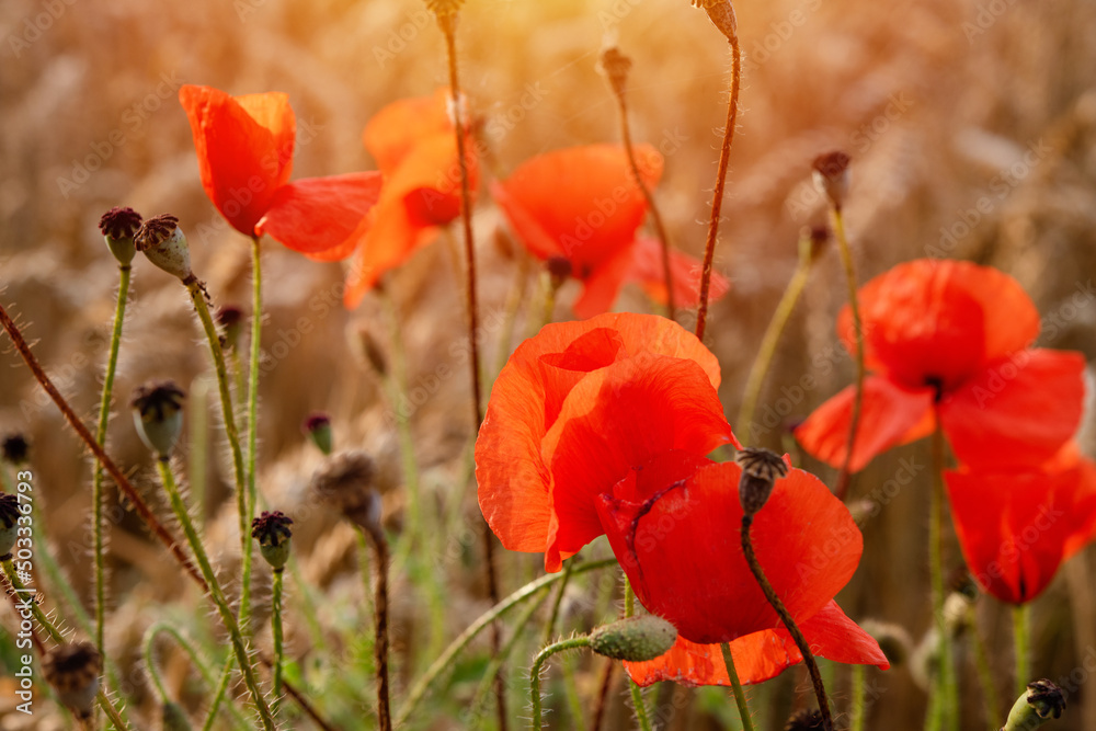 Obraz premium closeup of red poppies in wheat field in summer day