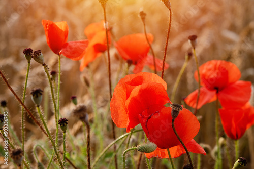 closeup of red poppies in wheat field in summer day