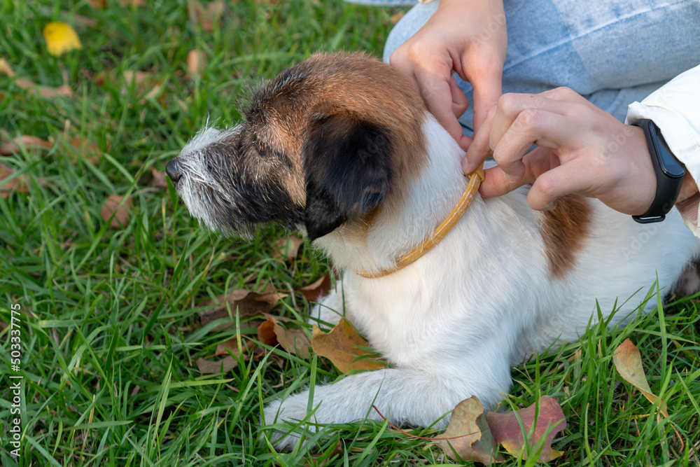 Special collar to protect dogs from ticks. Outside. Autumn spring period mite Special collar to protect dogs from ticks. Outside. Autumn spring period mite