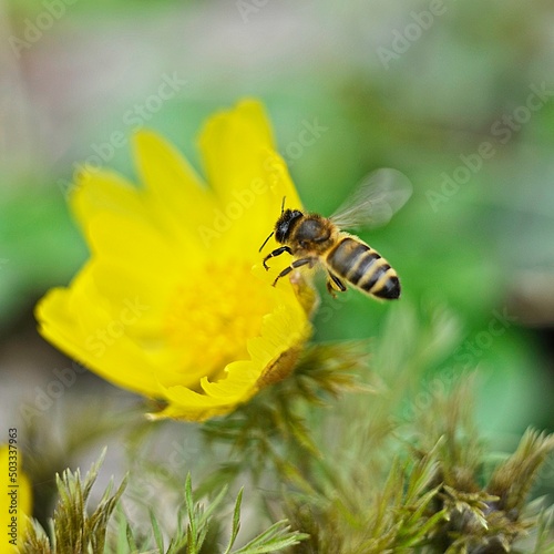 bee on yellow flower © Viktoriia Karpenko