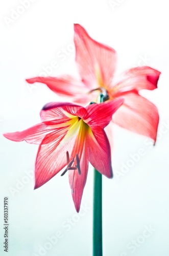 pink lily flower © Viktoriia Karpenko
